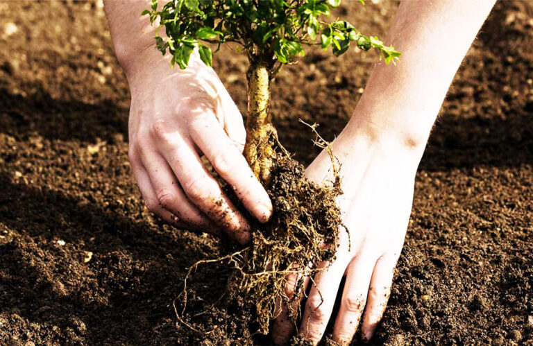 professional-tree-event