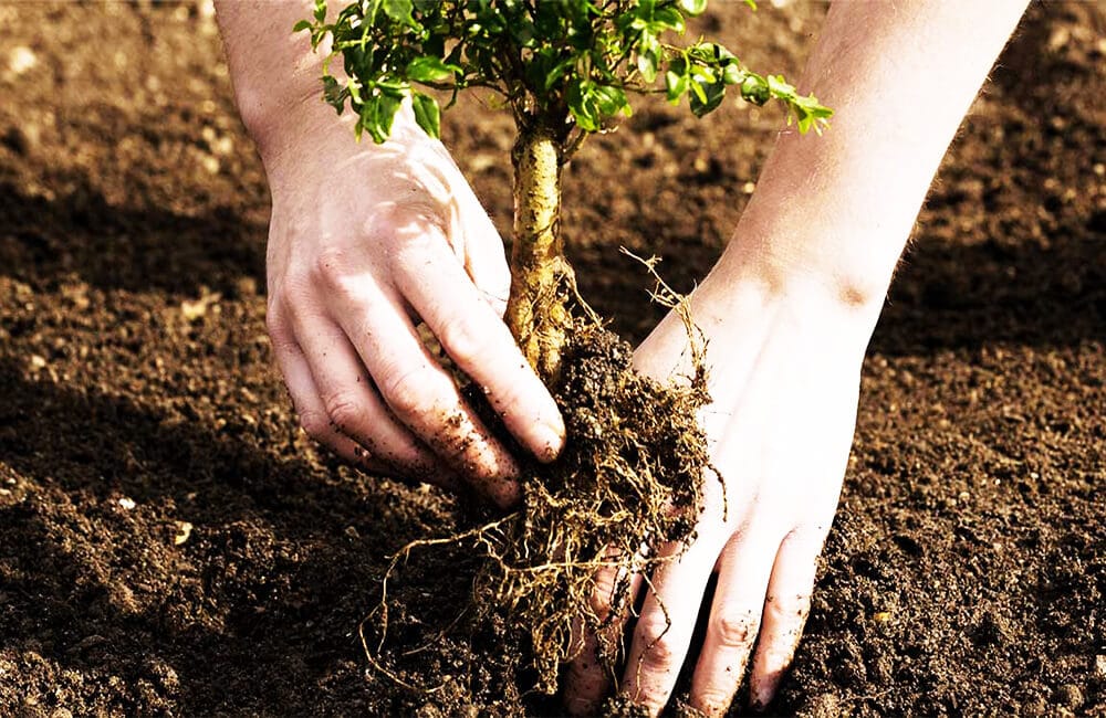 Grow Trees – Save The Earth!